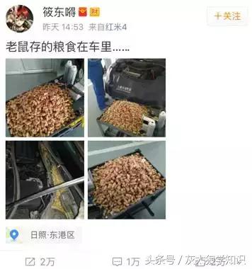 老鼠洞里挖出来花生,老鼠偷花生被发现