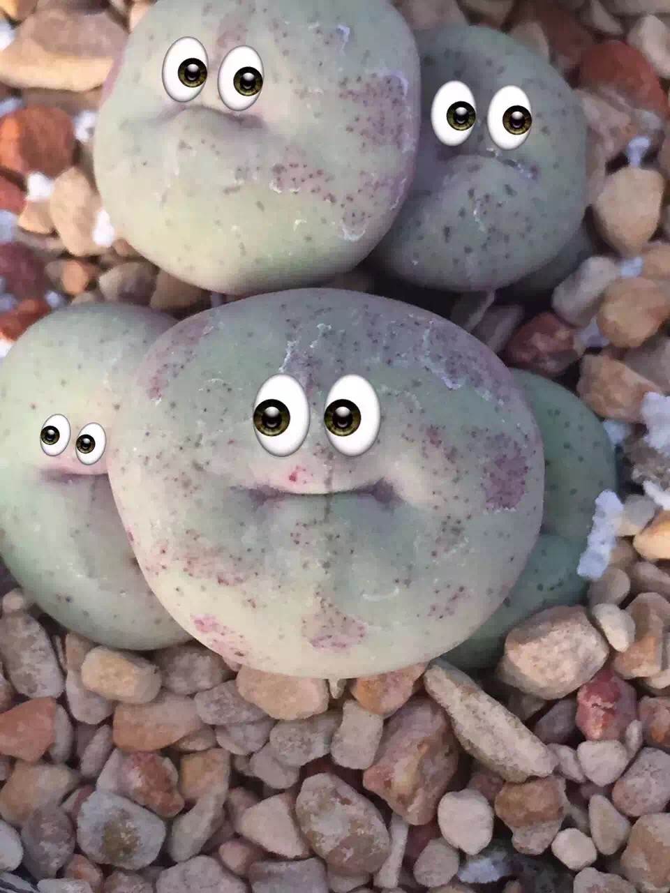 多肉新手必踩十大坑,多肉入坑的一百个理由