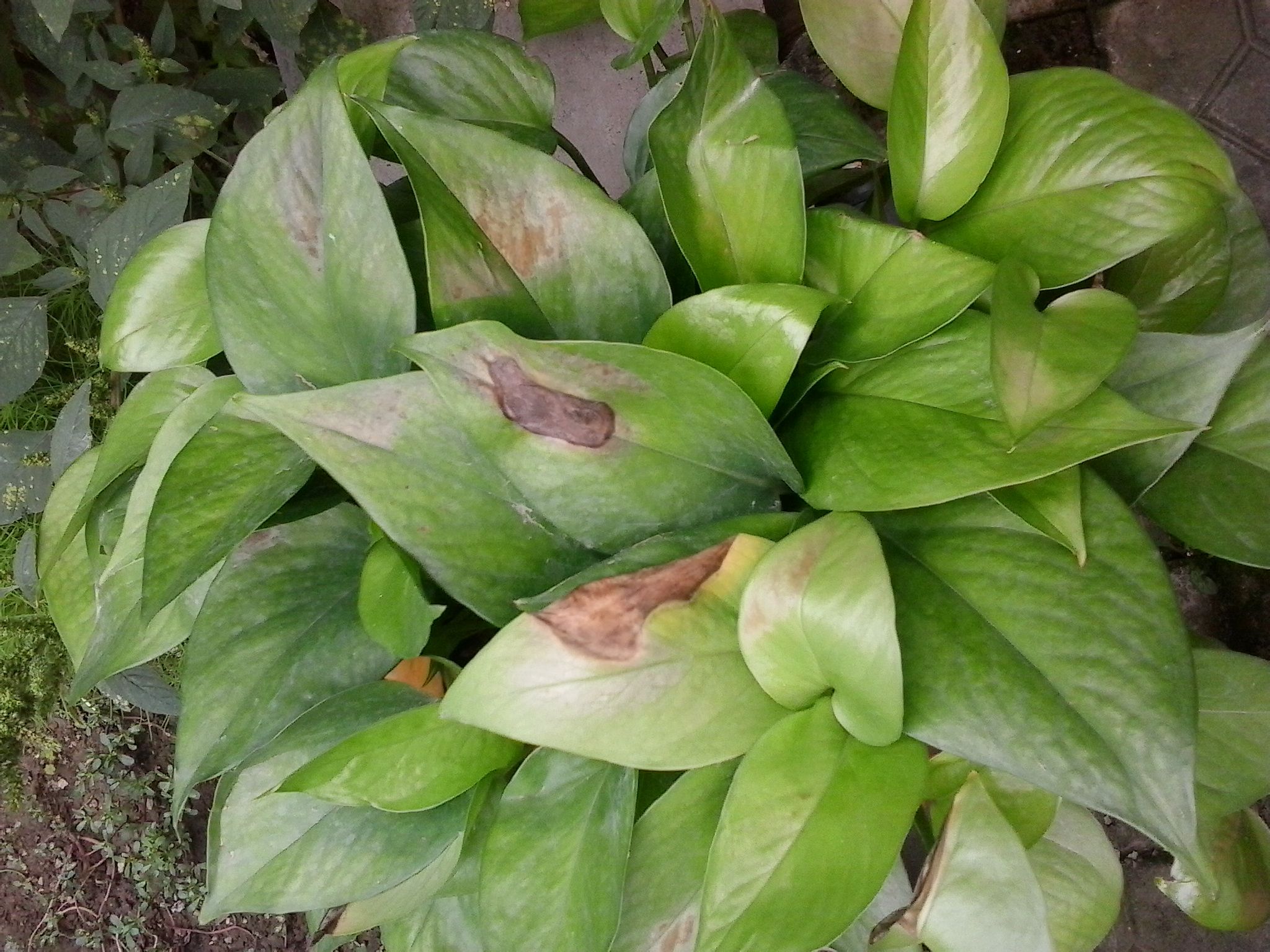 绿萝叶尖发黑怎么办,绿萝叶子发黑剪掉以后会再长吗