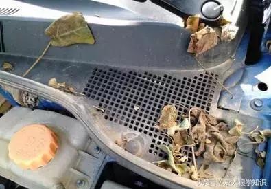 老鼠洞里挖出来花生,老鼠偷花生被发现