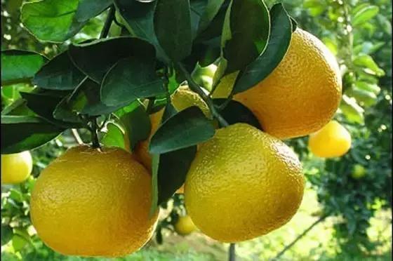 福建汀州土特产,福建零食特产有哪些