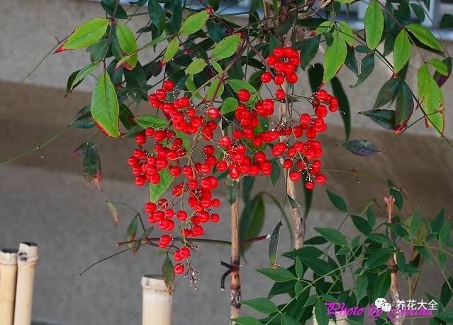 过年观赏花的盆栽,观果花卉盆栽大全
