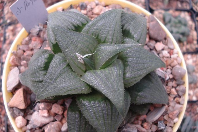 十二卷寿品相,十二卷玉寿