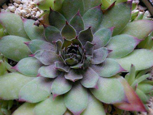 多肉新手必踩十大坑,多肉新手入坑教学视频