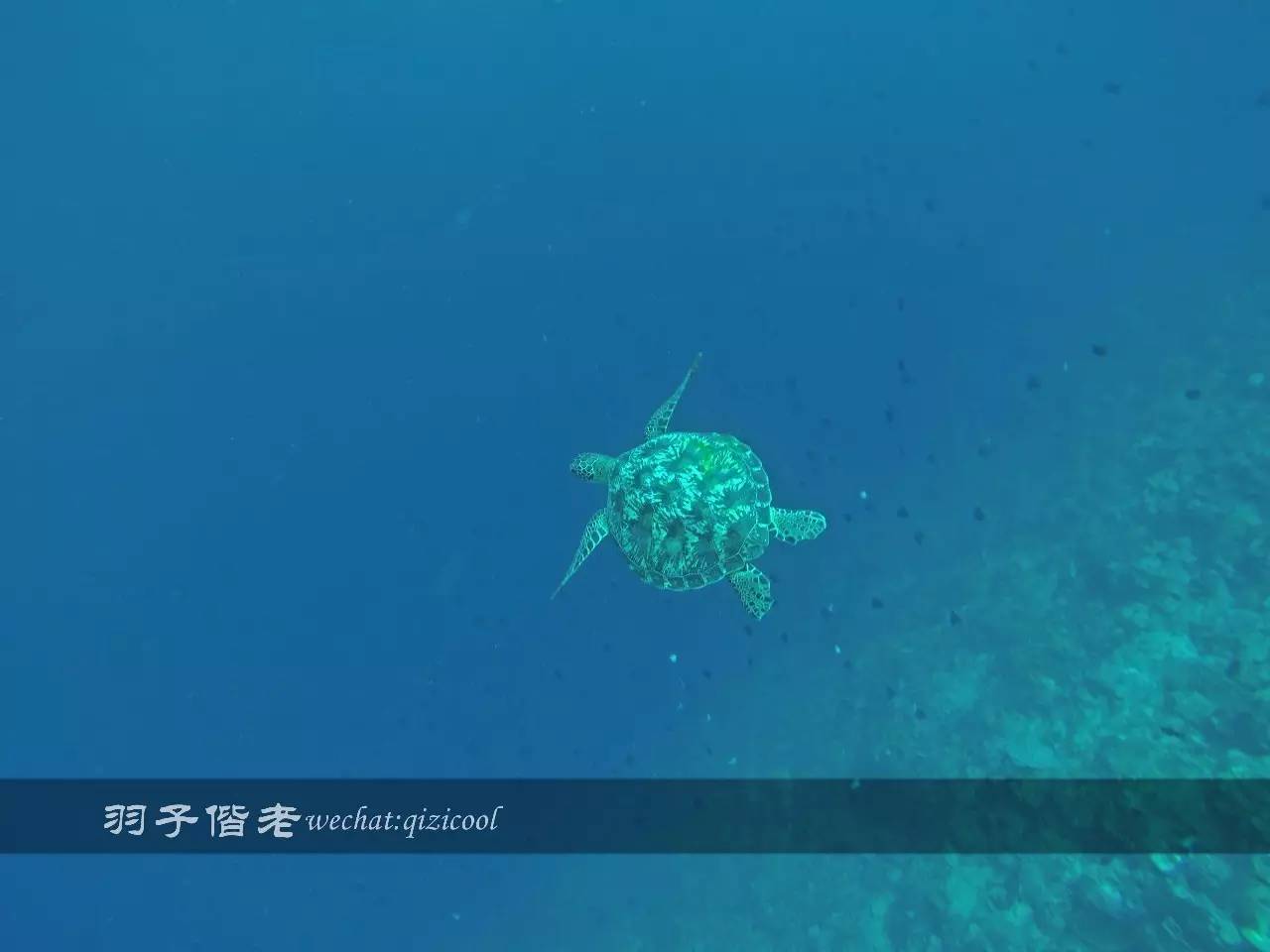 印尼美娜多旅游潜水攻略,印尼美娜多潜水圣地