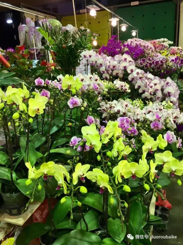 台湾寻肉之旅：小玲带你逛春节的台北花市！