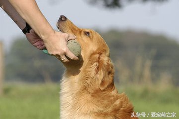 宠物犬打了疫苗咬人有事吗,宠物犬咬人如何处理