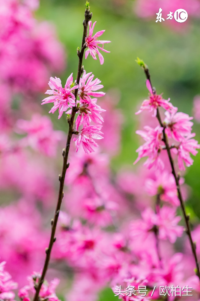 女生起桃花癣,桃花癣什么意思