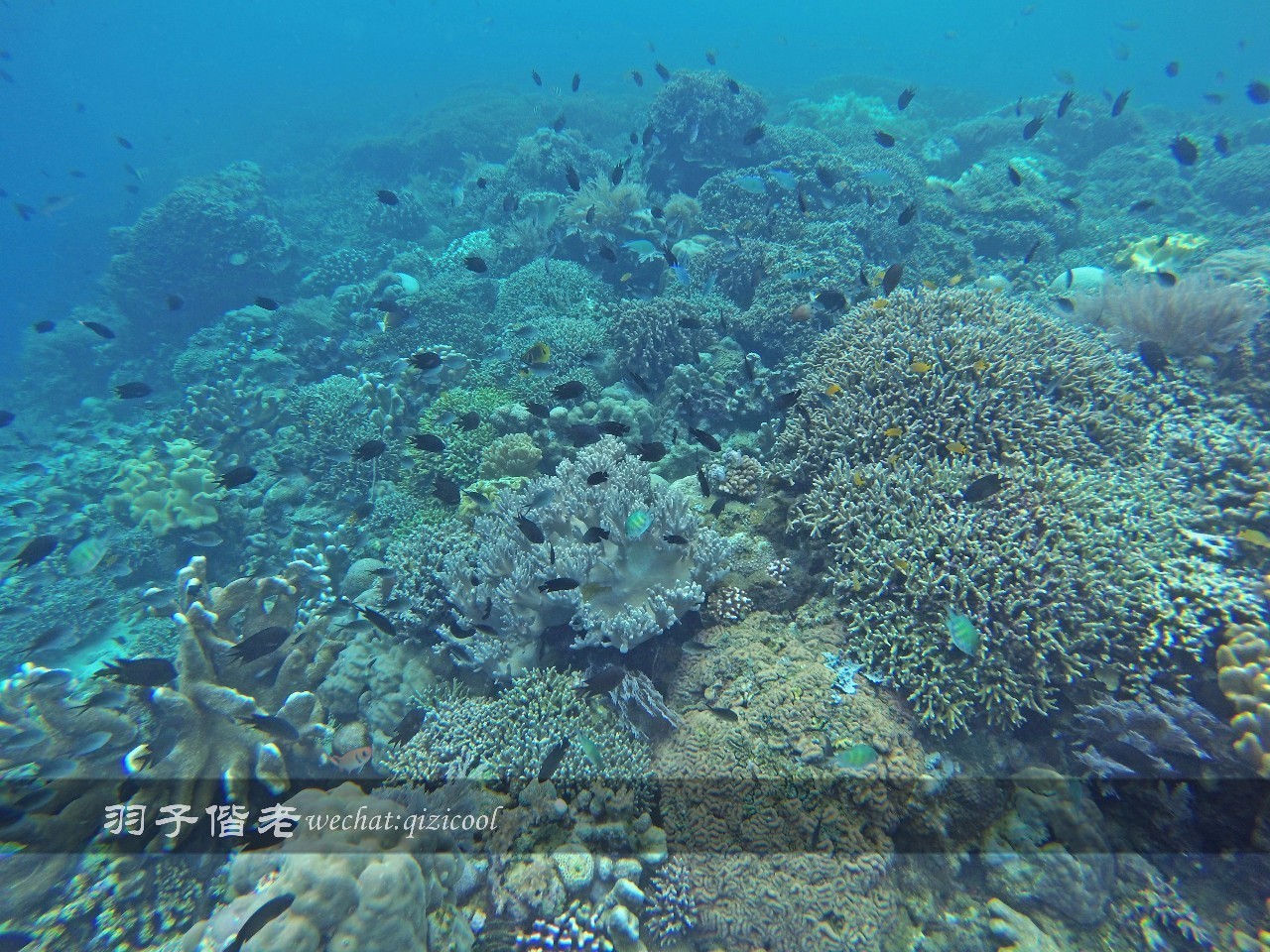 美娜多海岛一日游,印尼美娜多跟团游