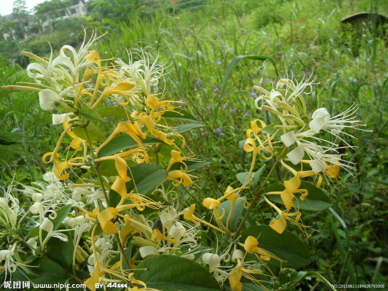 农村路边常见的中草药你认识几种,农村常见中草药盘点