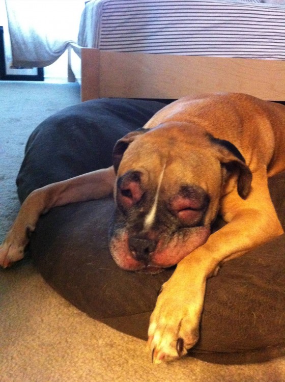 被蜜蜂蛰过的大黄狗,被黄蜂蛰到后的狗狗