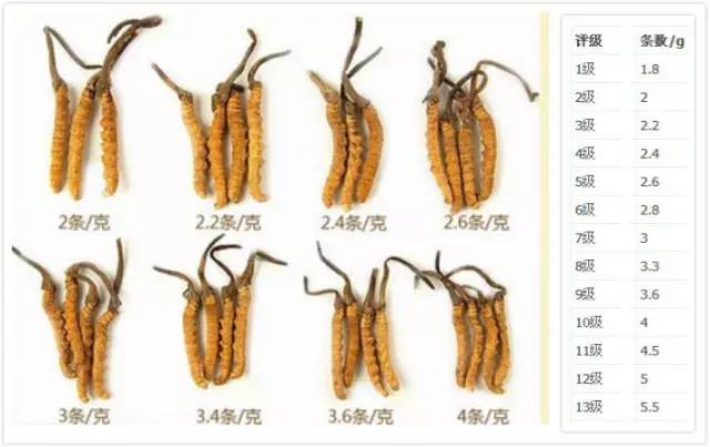 科普虫草形成过程视频,鲜虫草的科普视频