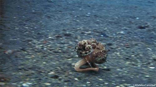 变性、伪装、雌雄同体--谁是微距世界的奇葩?