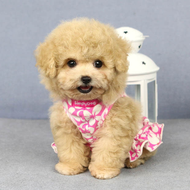 泰迪真的是狗吗,怎么分辨真假黑色泰迪狗狗