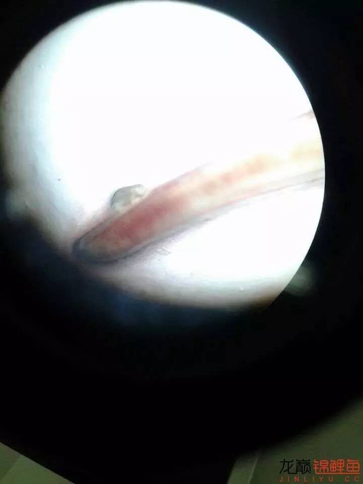 锦鲤皮肤寄生虫,不常见的锦鲤寄生虫