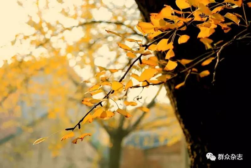 同样的银杏，不同的光景，“银杏第一镇”的忧思与求变