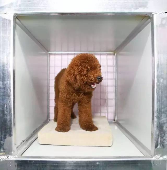 优狗宠物度假寄养房间,春节24小时宠物寄养机构价目表