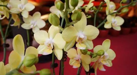 深圳春节花市主会场,逛深圳迎春花市