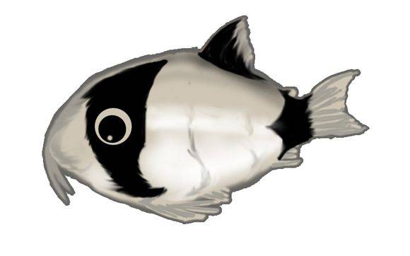 人见人爱的观赏鱼,金波子鱼观赏鱼