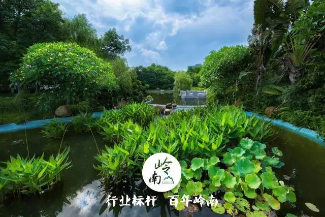 景观植物清单大全图解,河道景观种植植物