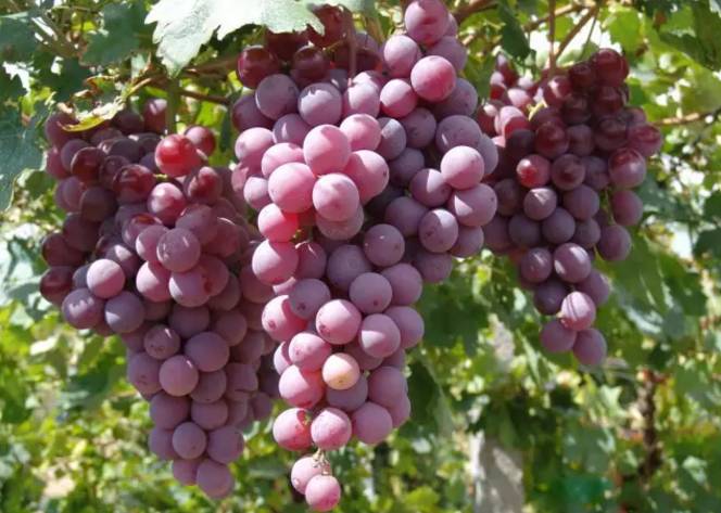 南宁旅游游山玩水景点推荐,南宁周边农家乐景点推荐