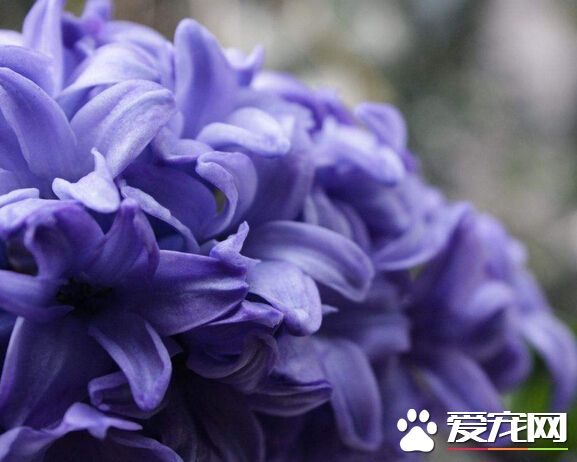 风信子种球水培根部发霉怎么处理,风信子根部发霉怎么治疗