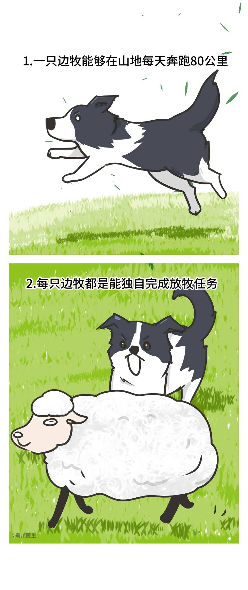 边牧的智商真的有6-8岁那么高吗,边牧和巴拉布拉多他俩谁的智商高