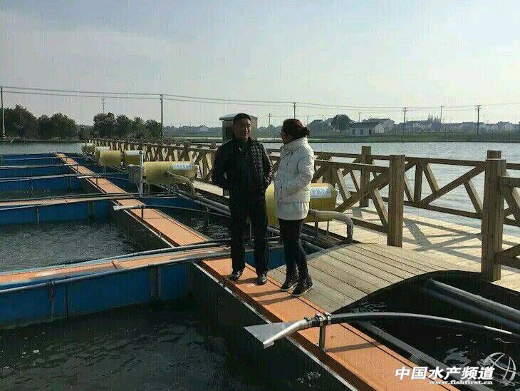 农村鱼塘养鱼新模式,一亩鱼塘规模化养鱼