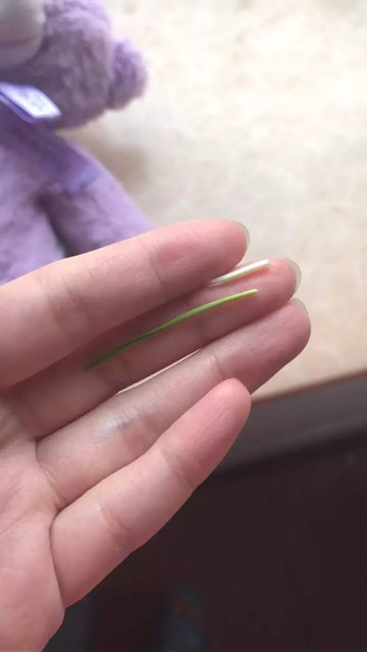 薰衣草小熊,薰衣草小熊是什么