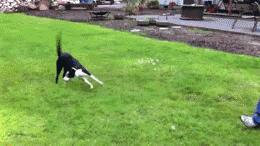 边牧的智商真的有6-8岁那么高吗,边牧和巴拉布拉多他俩谁的智商高