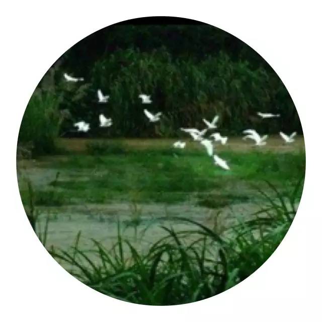 樱花诗词大会,樱花节诗词大会互动