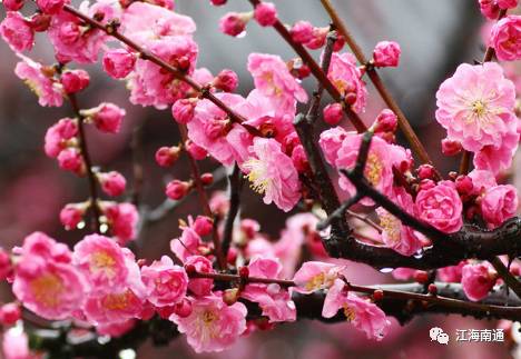 这个元宵不寂寞!南通首届梅花节本周开展,看点多多!