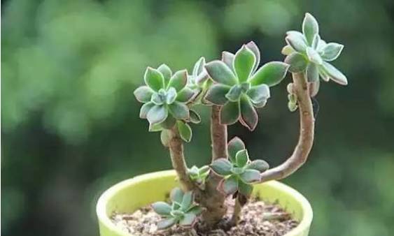 秀肉肉｜多肉老桩的5大形态，每一个我都爱！