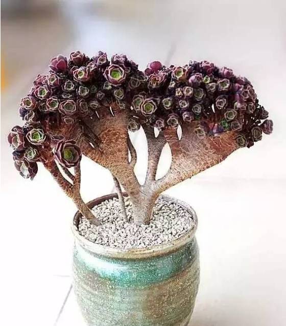 秀肉肉｜多肉老桩的5大形态，每一个我都爱！