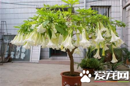 潘多拉和散花潘多拉哪个好看,潘多拉和散花潘多拉区别