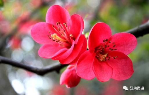 这个元宵不寂寞!南通首届梅花节本周开展,看点多多!