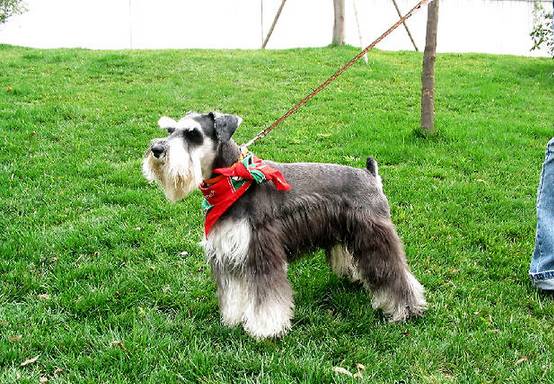 雪纳瑞幼犬拉肚子怎么办,雪纳瑞吃多了拉肚子怎么办