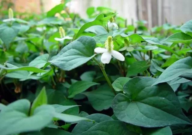 春天的野菜是大自然的馈赠,春天的野菜都是宝