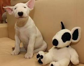 狗狗为什么断尾有什么好处,人类给柯基断尾残忍吗