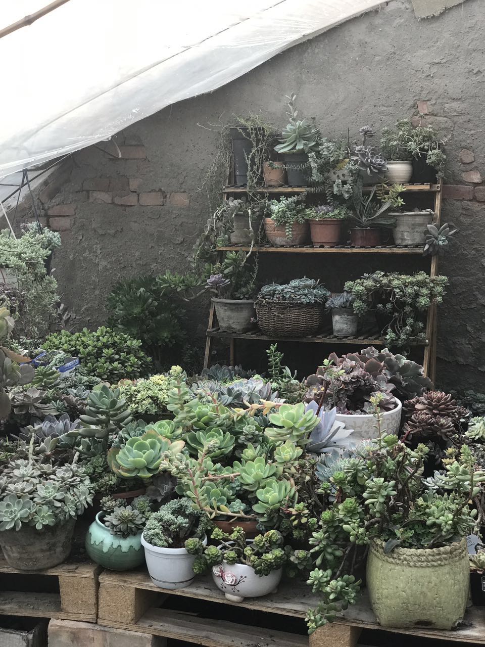 放假了多肉在学校怎么活,放假多肉