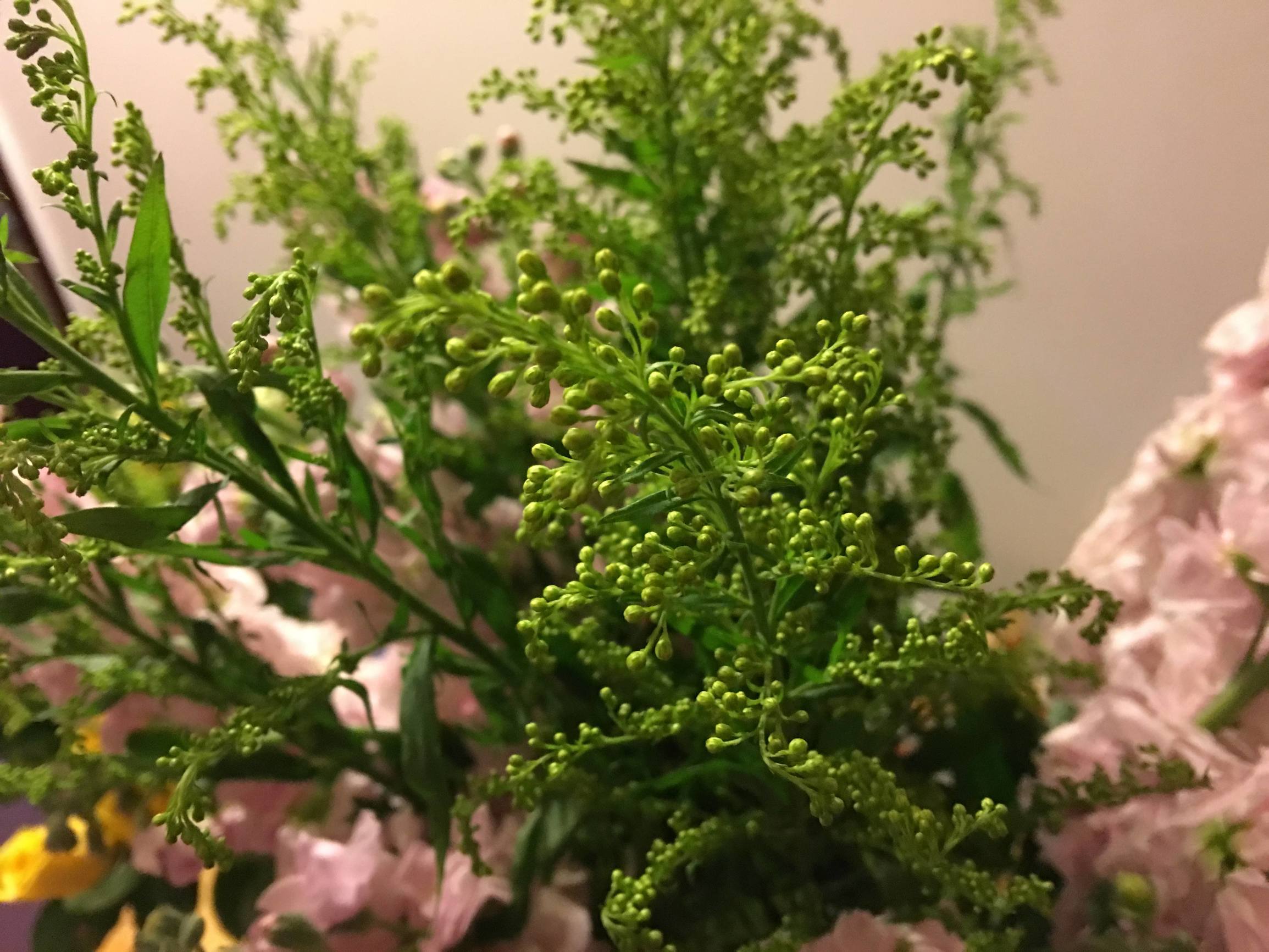 年宵花市探“鲜”记(一)之孤独的花大姐