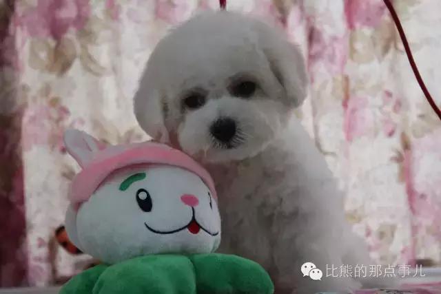比熊犬怎么训练才安静听话,比熊训练安静梳毛