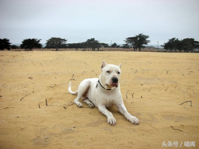 最近世界十大猛犬排行榜介绍,最近世界十大猛犬排行榜