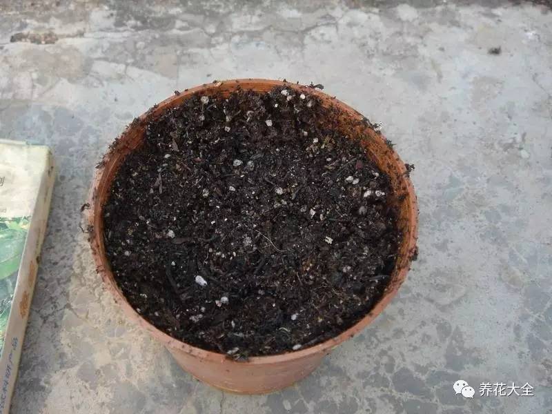 绿萝瀑布吊兰,养花吊兰绿萝