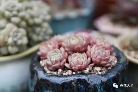 大多肉的养护技巧及注意事项,九种肉的问题