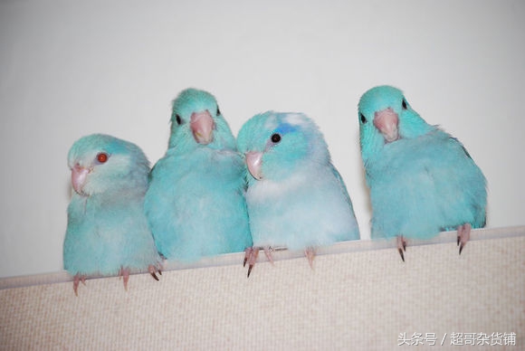 鹦鹉脚趾甲缺陷是怎么造成的,鹦鹉为什么要啄自己的脚指甲