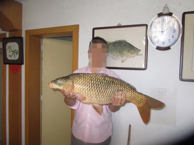 钓获巨鲤,钓巨型大鱼被伤