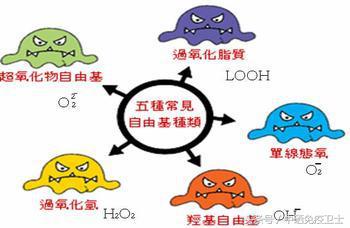植物黄酮化合物二氢杨梅素,藤茶提取二氢杨梅素