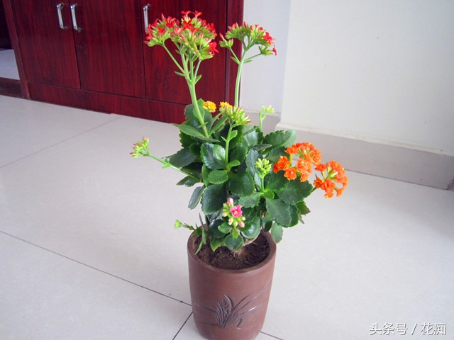 可以用长寿花做砧木嫁接长寿花吗,怎样让一棵长寿花嫁接多种颜色