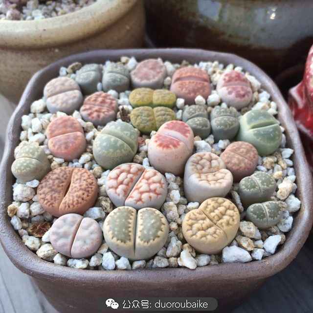 院子阳光房多肉,阳光房庭院多肉